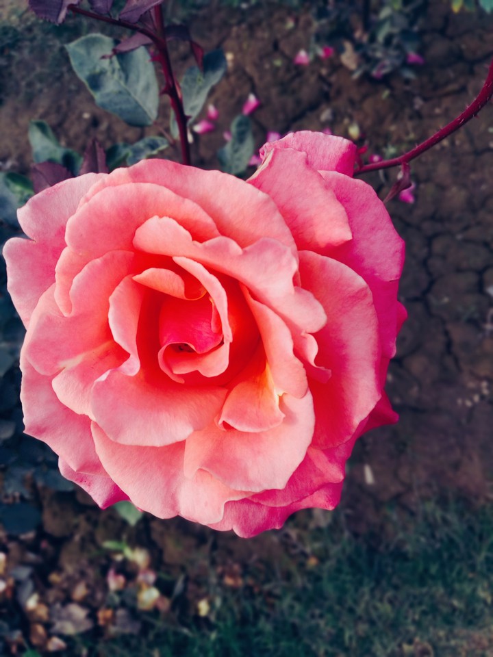 rose