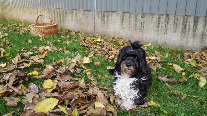 autumn