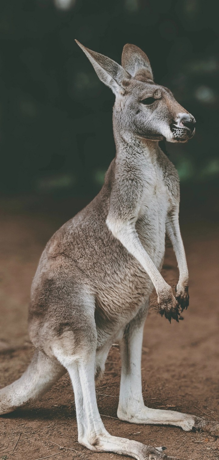 kangaroo