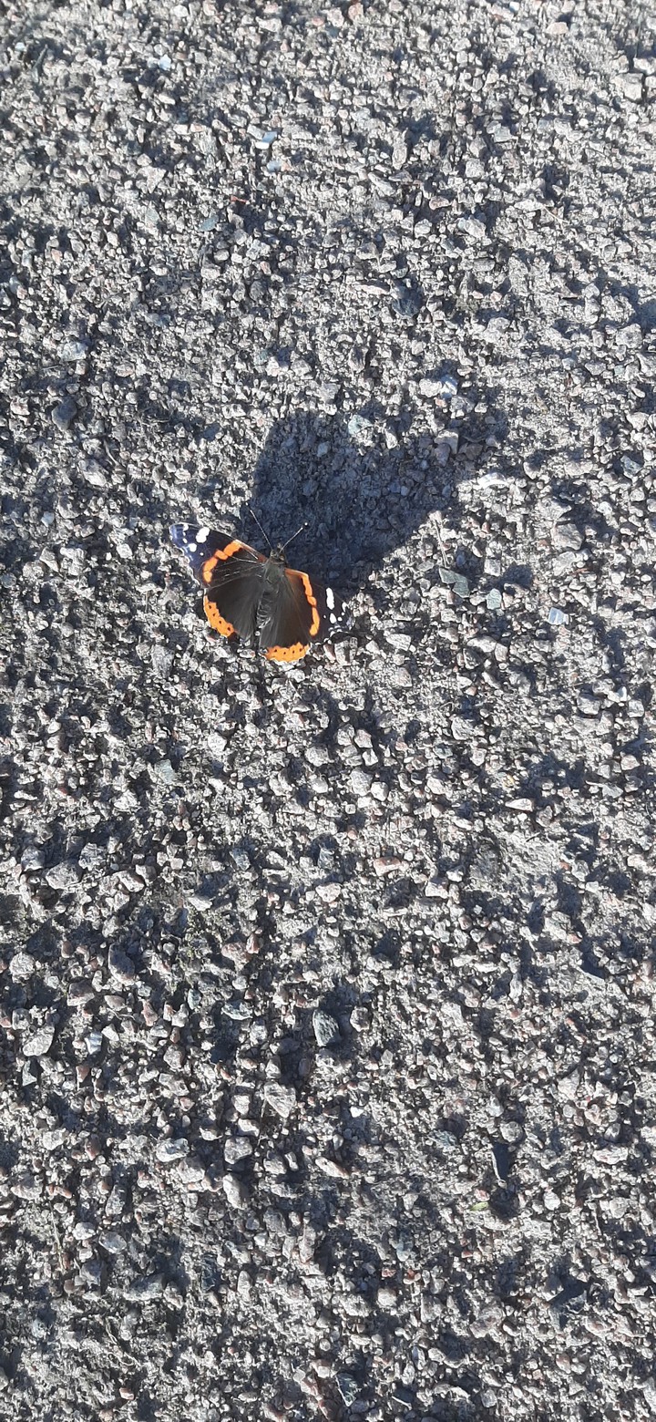 butterfly