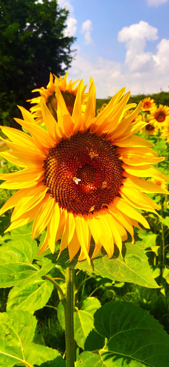 girasole