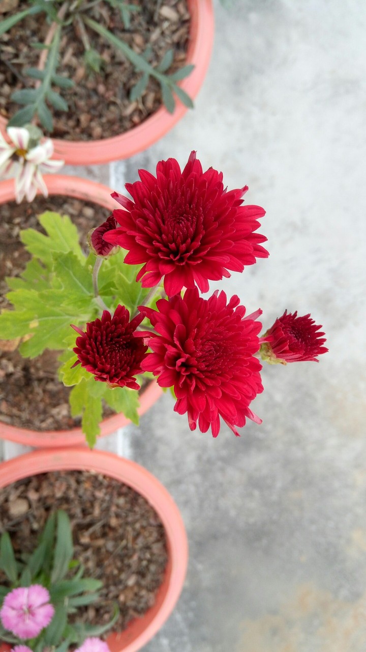flower