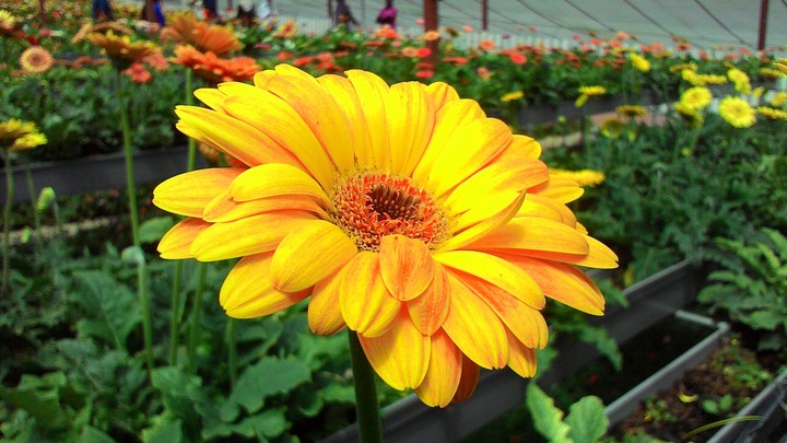 Yellow Sunflower