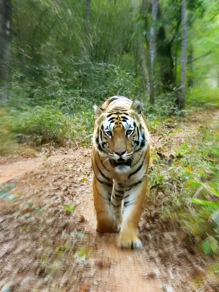 tadoba... the king..