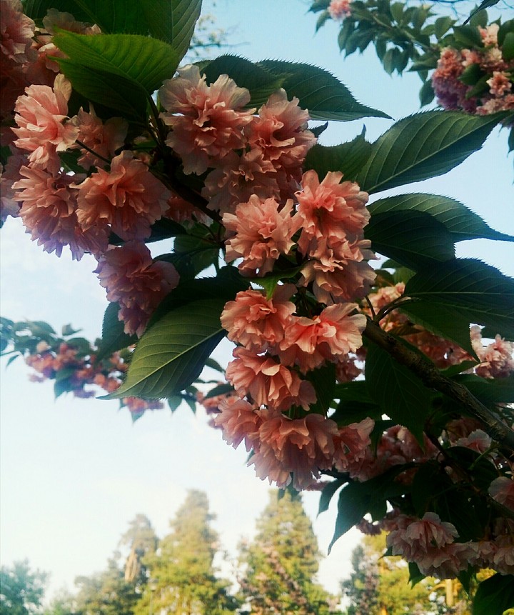 Sakura