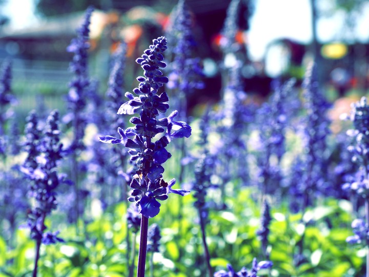 lavender