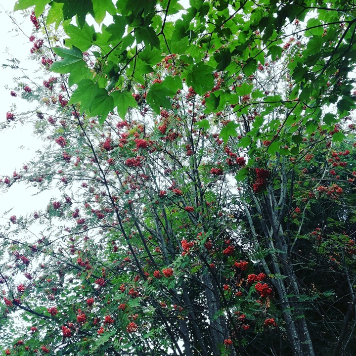 red