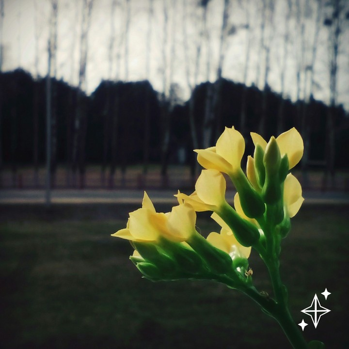 цветок
