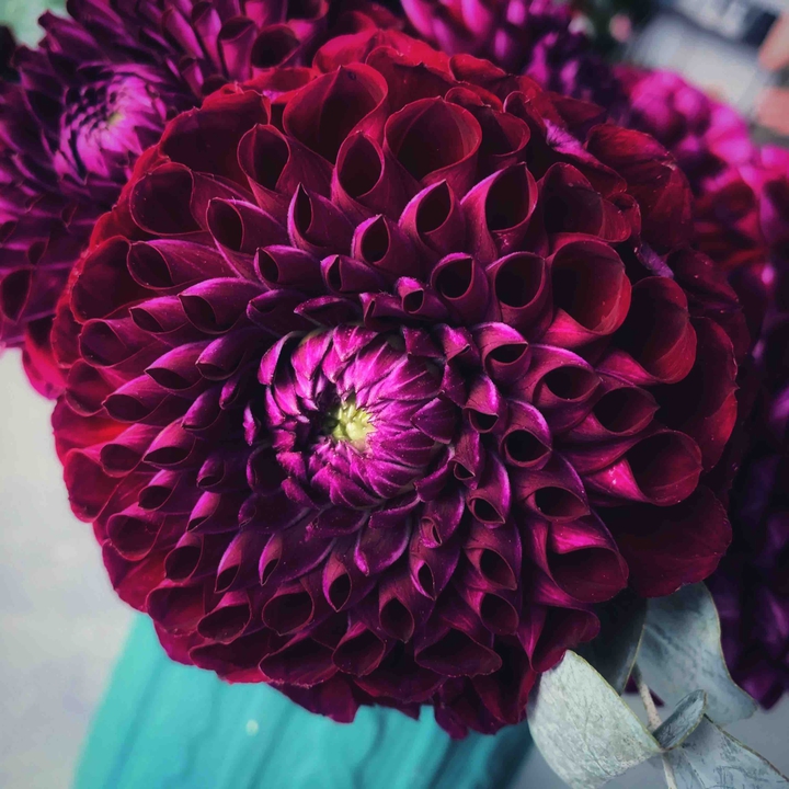 Георгин. Dahlia