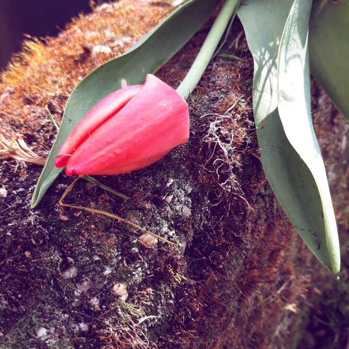 red tulip