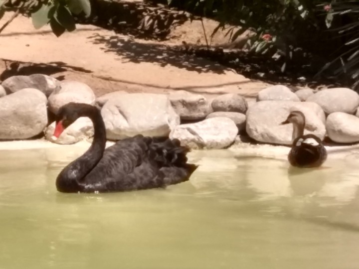 black swan
