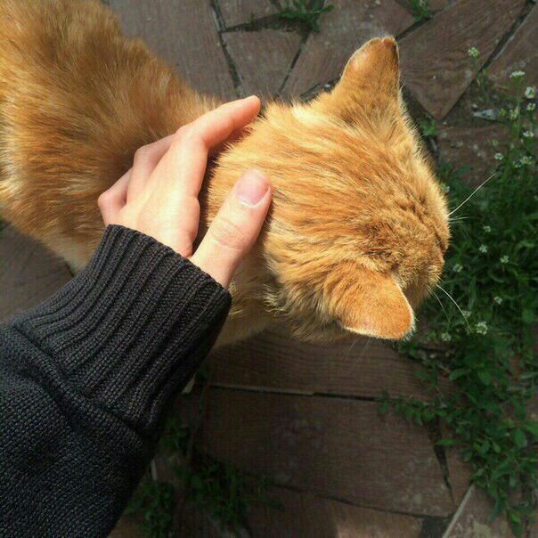 kedicik