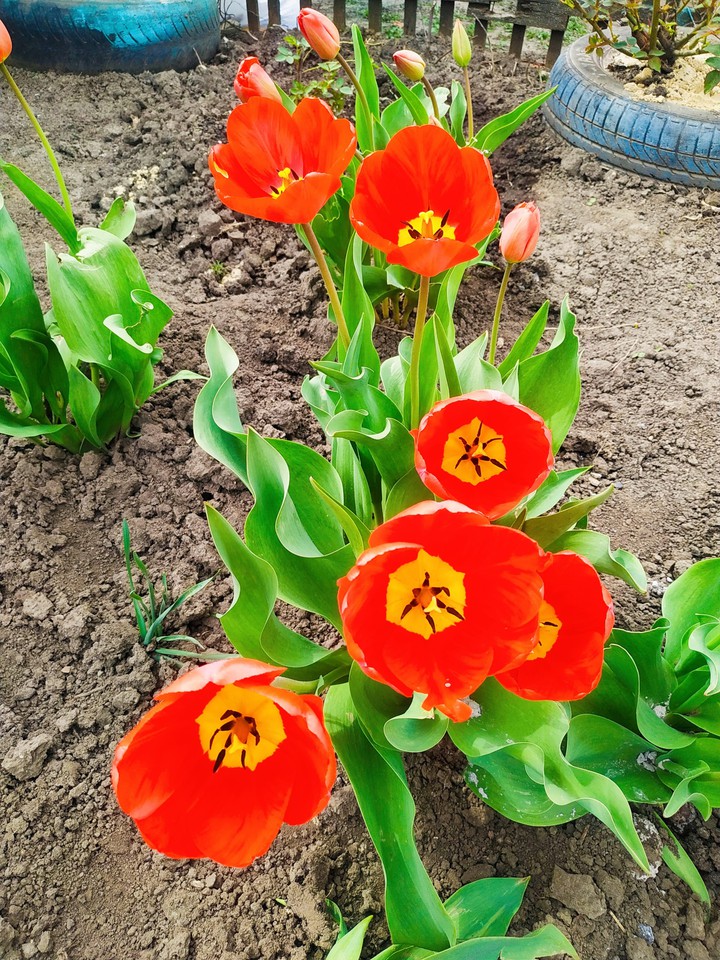 цветы