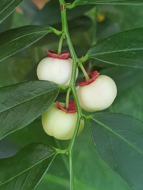 white apple