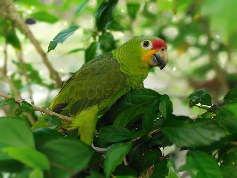 pancho