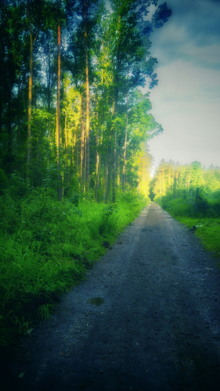 forest