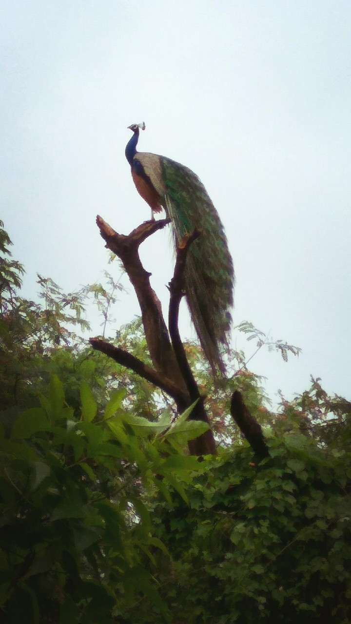 peacock