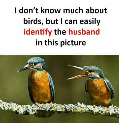 Birds