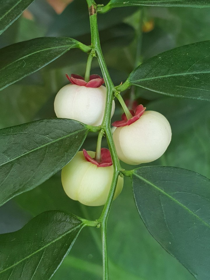 white apple