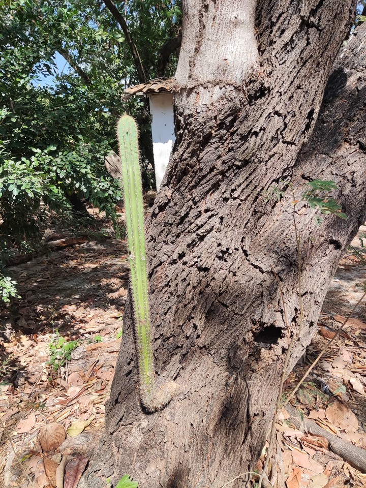 Cactus