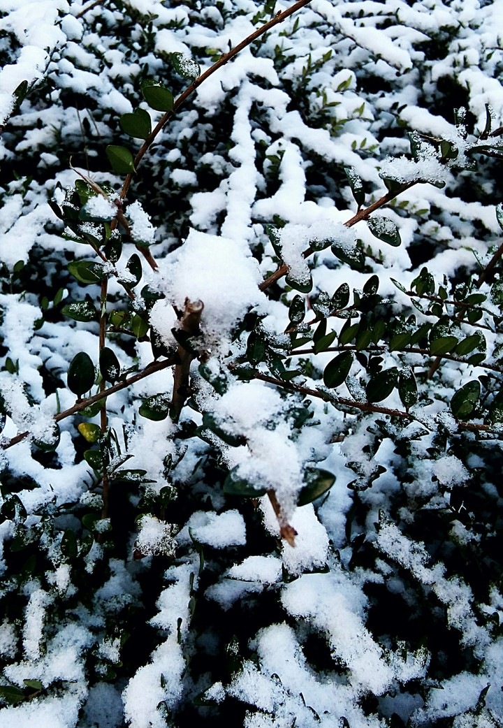 snow