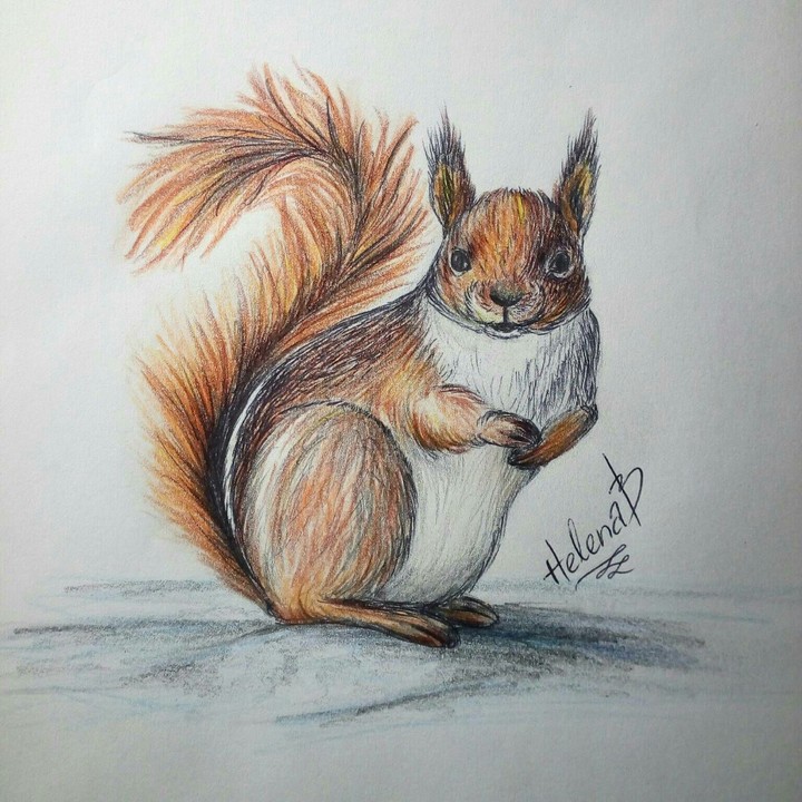 squirrel