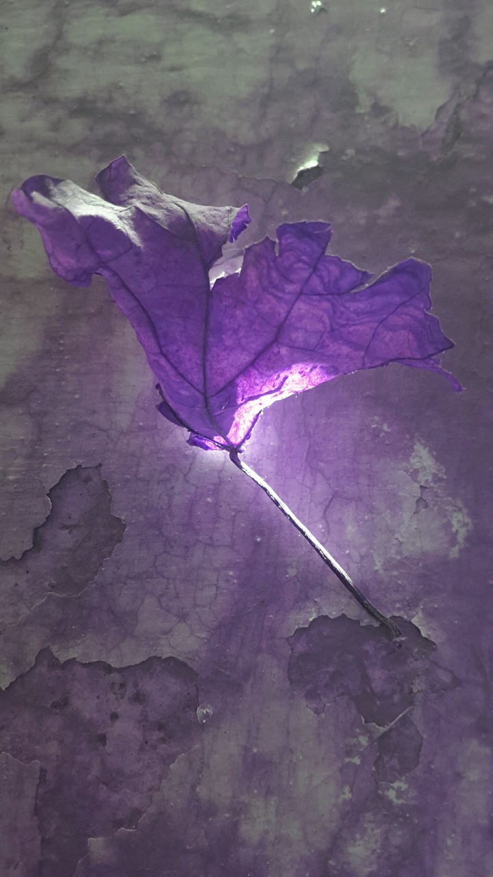 leaf on wall