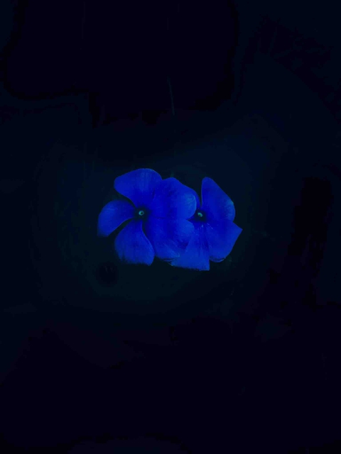 blue