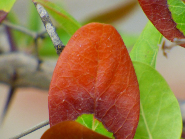 Red leave