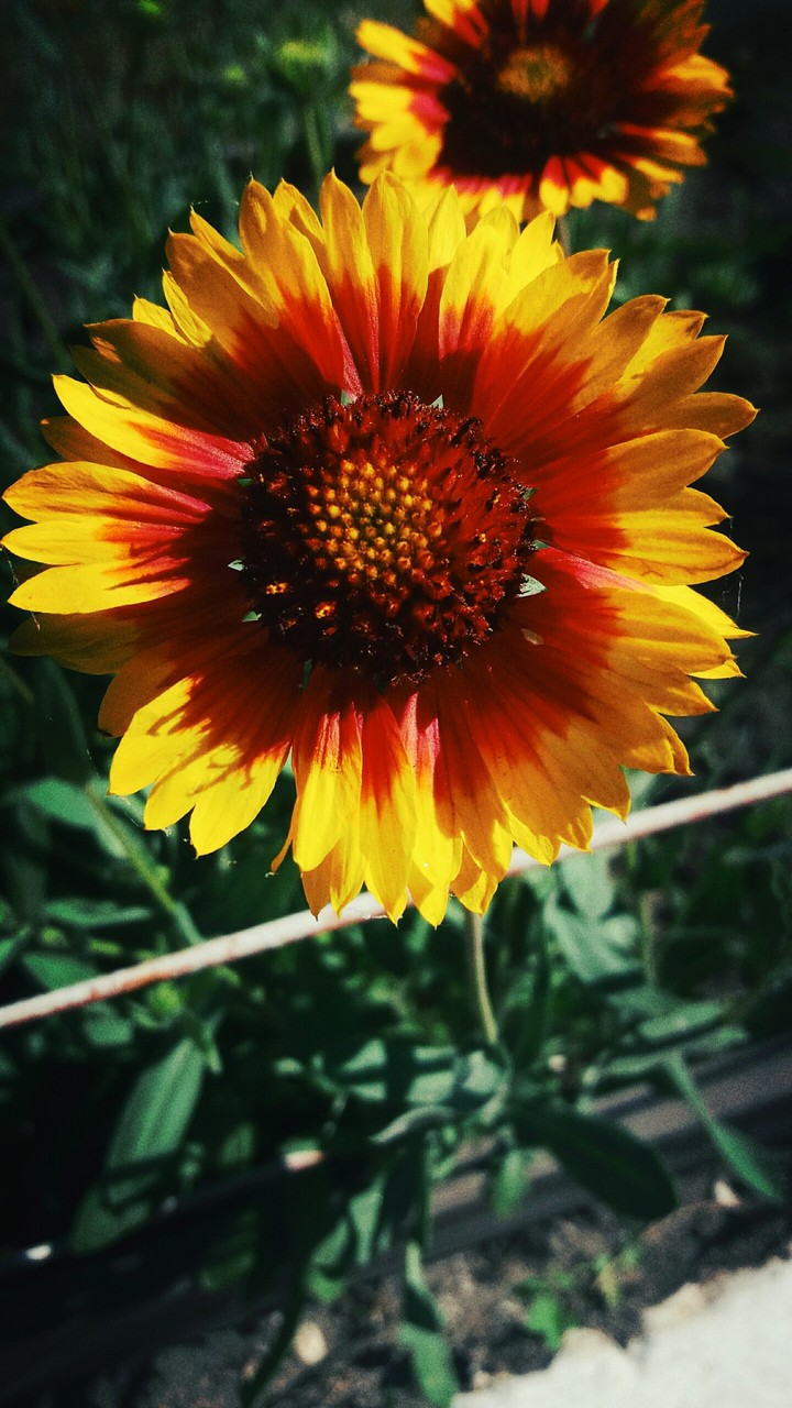 Flower