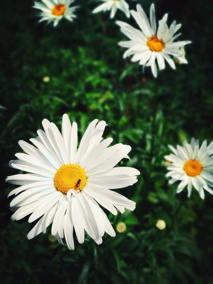 Camomile
