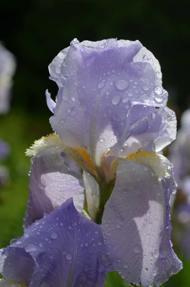 purple iris after the rain