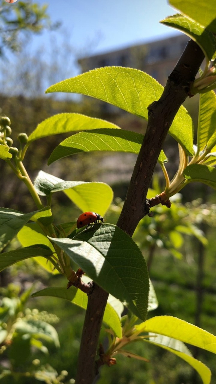 ladybug