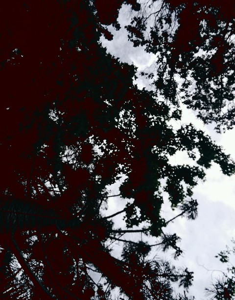 the sky was almost covered by the tree.
