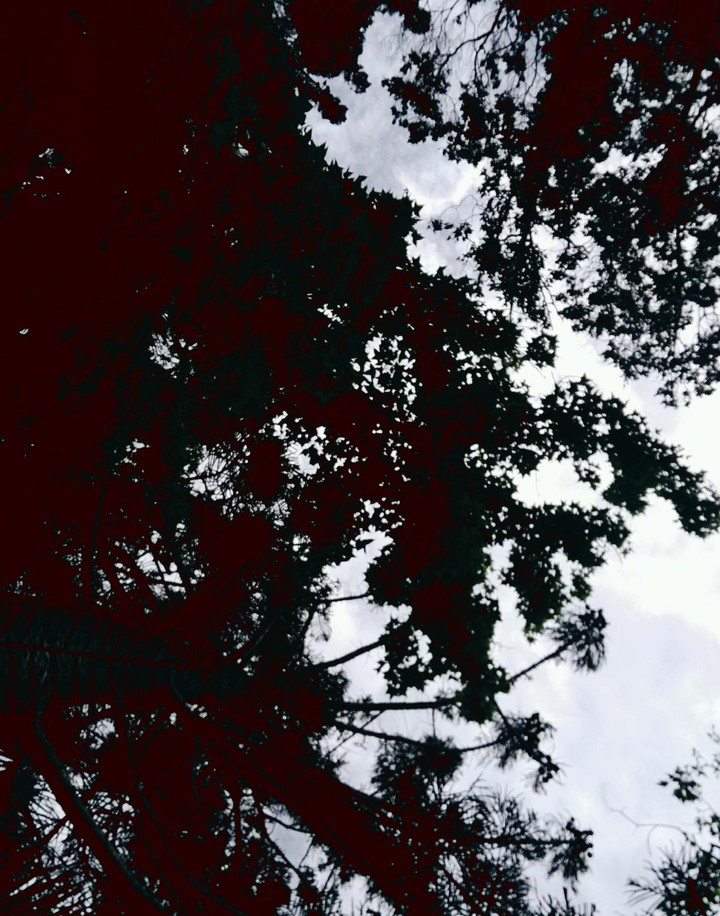 the sky was almost covered by the tree.