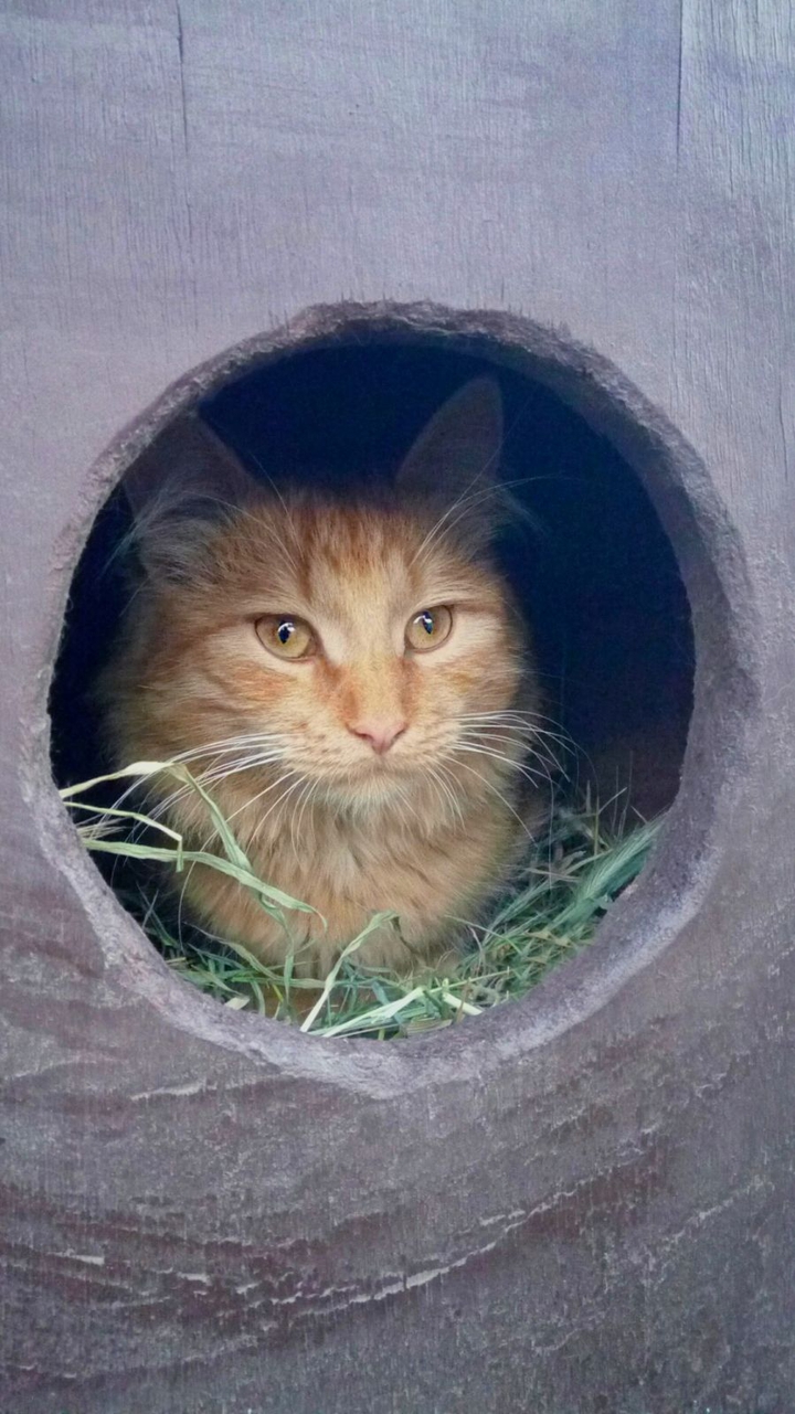 Cat ?