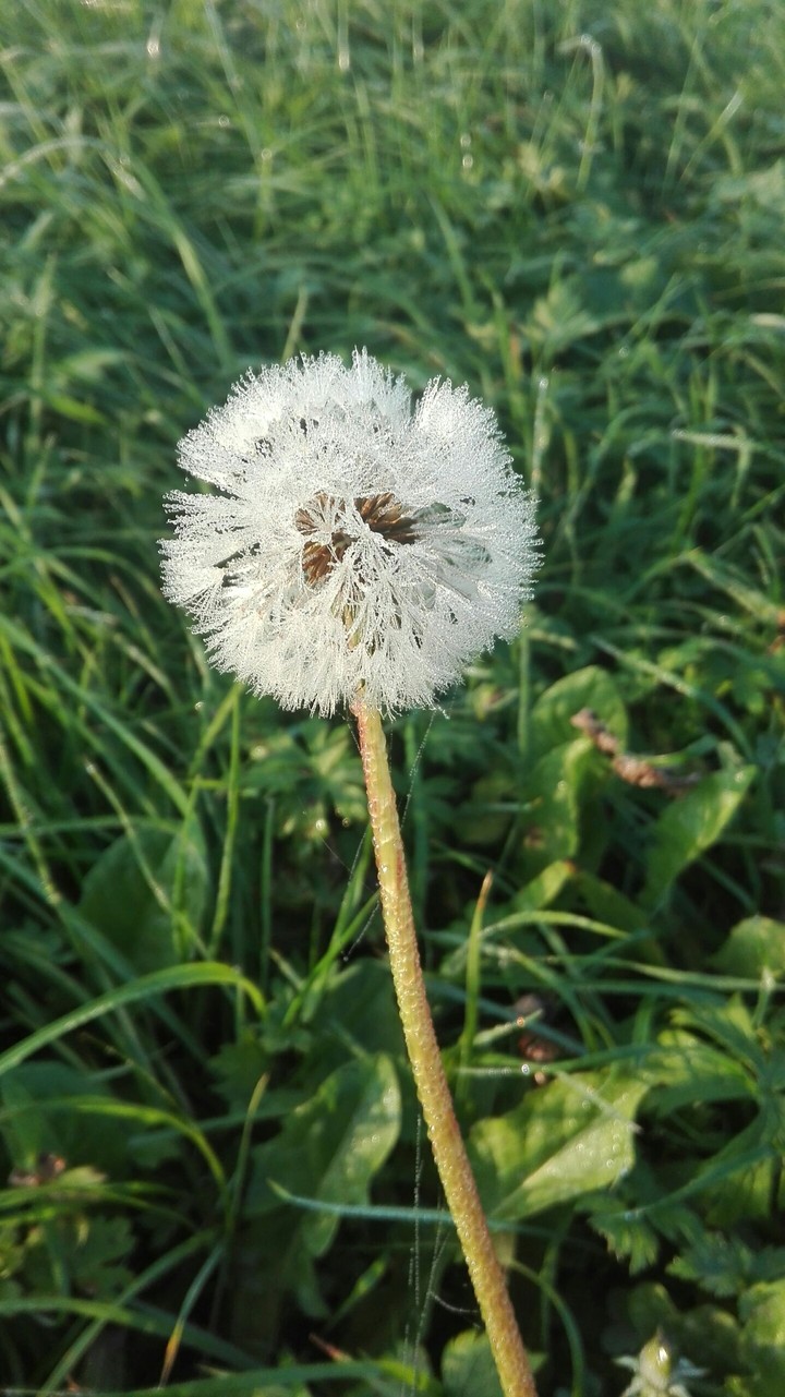 Dandelion, Pusteblume mit Tautropfen
