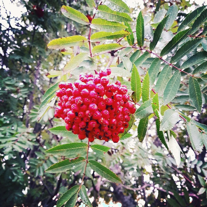 berry