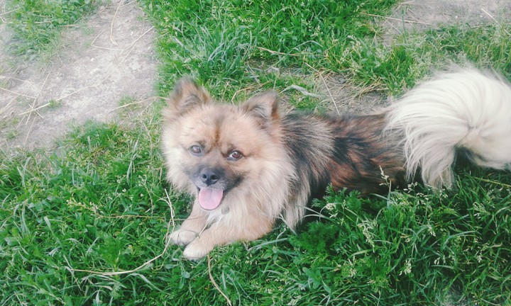 Dog
