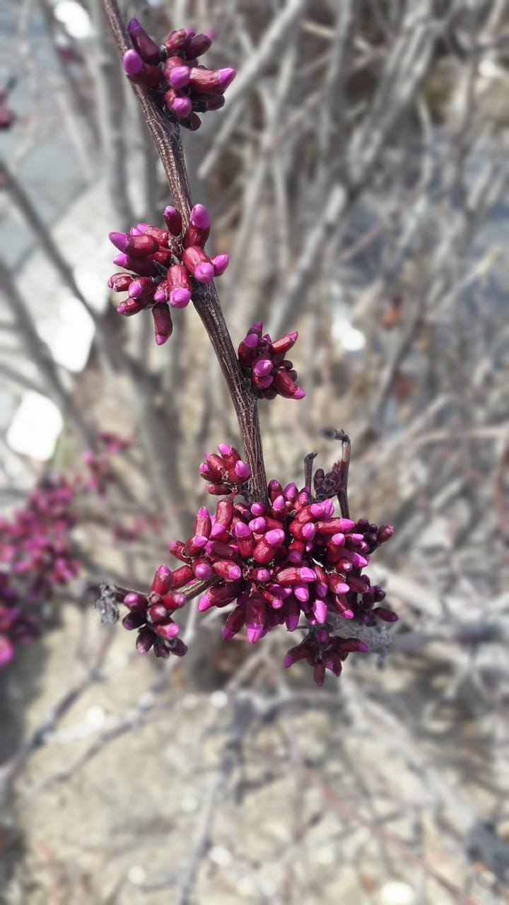 flowers of Faculty of Mathematical