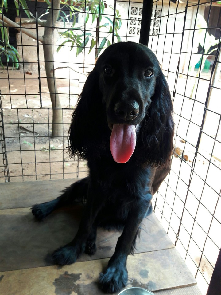 cocker spanial dog