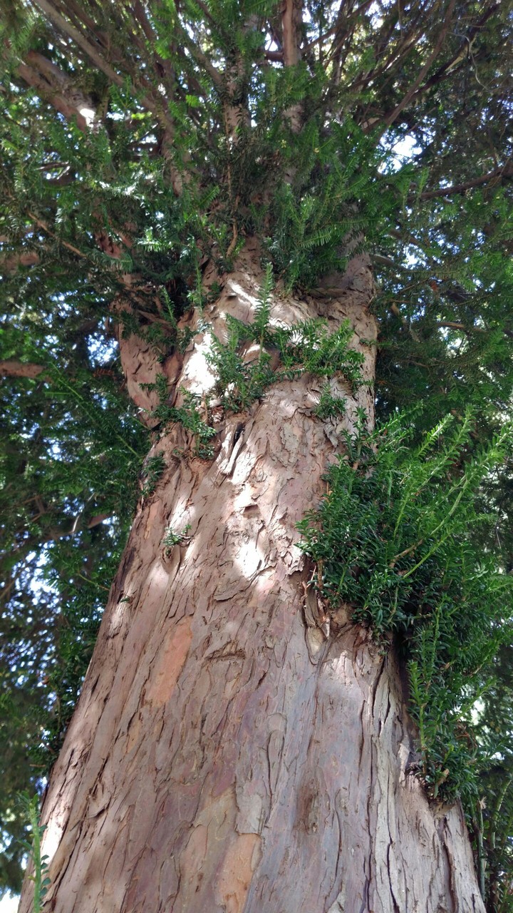 İstanbul Universty historical tree