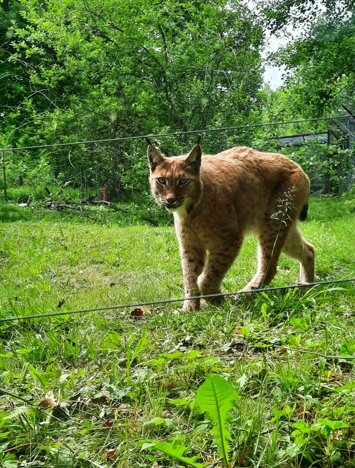 Lynx