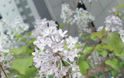 sfondi flower, blossom