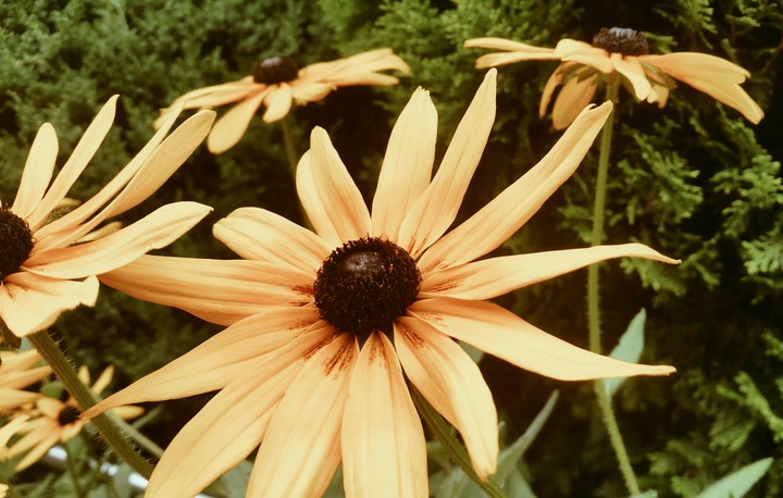 A school flower bed...
