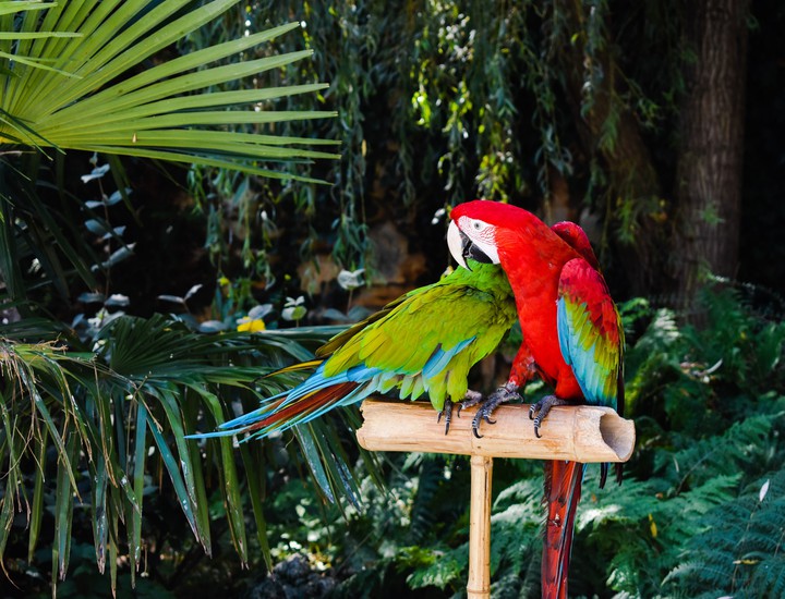 Parrot