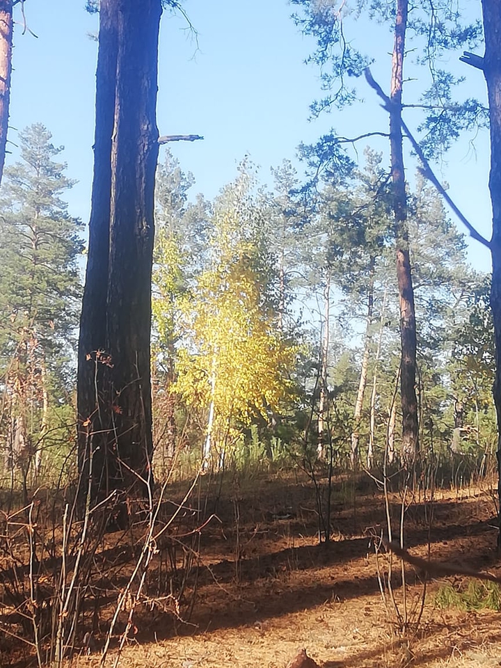 forest