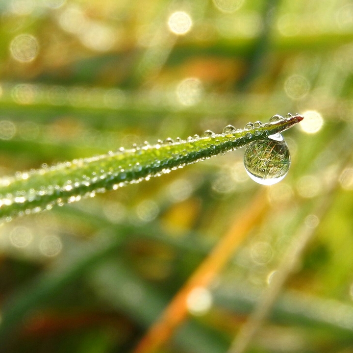 Raindrops.
