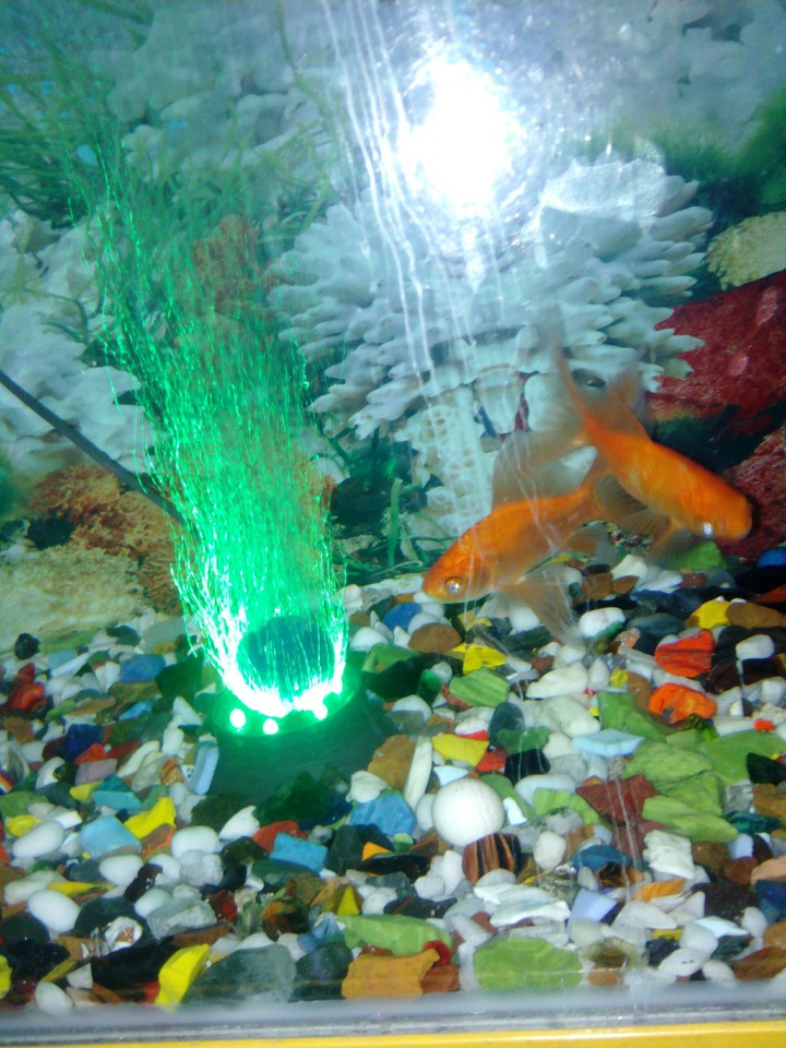 Aquarium...