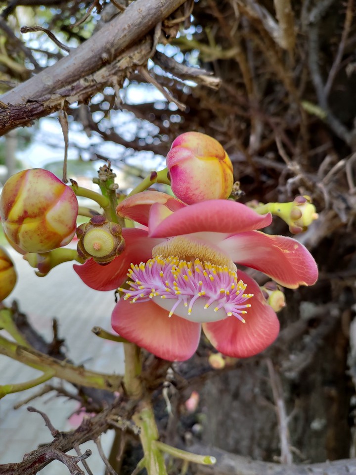#orcid #flower